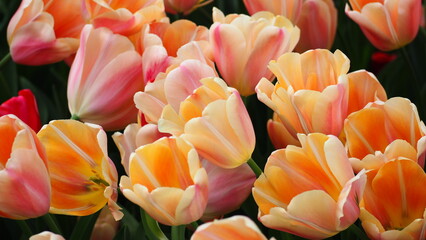 Tulpen und Blumen am Keukenhof in den Niederlanden