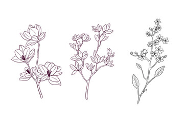 blossom flower. botanical concept. hand drawn vector illustration