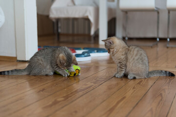 Spielende golden-tabby Britisch Kurzhaar Kätzchen
