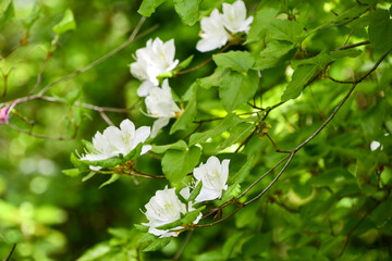 シロバナオンツツジ