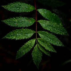 Wet leaf in low key, German