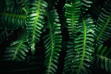 Leaf pattern in low key