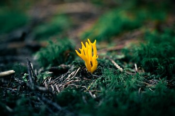 Yellow mushroom in Bavaria
