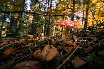 Closeup shot of a toadstool mushroom growing on the forest ground of Bavarian in Germany