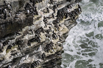 Many birds on a rocky cliff next to wavy sea in Ireland
