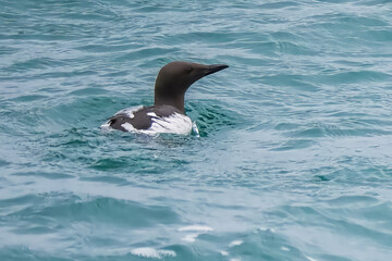 common murre