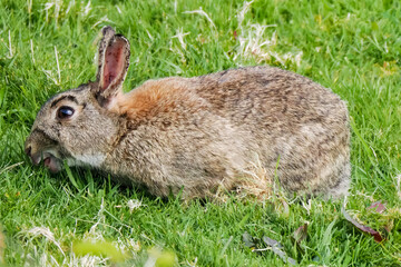 bunny