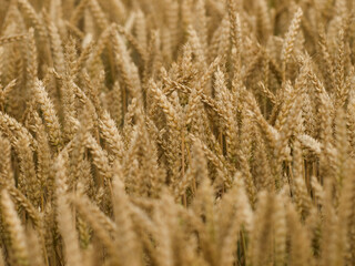 Getreide-Nahaufnahme-Weizen