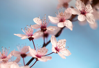 Kwiaty wiśni japońskiej na błękitnym tle - obrazy, fototapety, plakaty