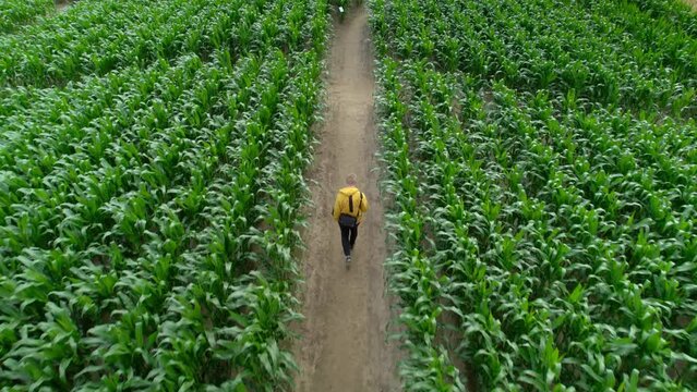Young man walks in the middle of a corn maze, looking for a way out to escape himself