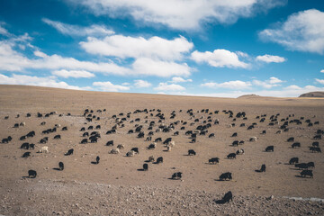 Sheep herding in the plain of tibet,China