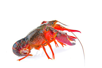 Lobster on a white background