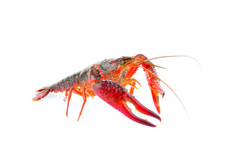 Lobster on a white background