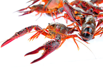 Lobster on a white background