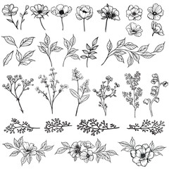 Wild flowers and plants outline decorative collection