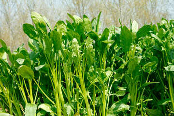 Spinach grown in the wild