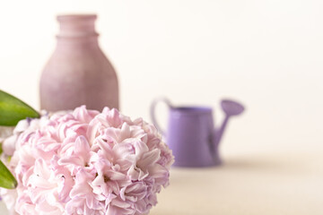 Pink Blooming hyacinth flower, bottle, vase, watering pot on white background, Copy space for product display, mock up. floral background to design key visual layout