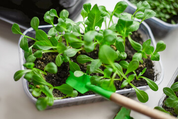 Seedling of flowers. Growing seedlings.