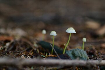 Closeup shot of the mushrooms grown in the forest on the blurred background during the autumn season