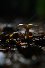 Closeup shot of the mushrooms grown in the forest on the blurred background during the autumn season