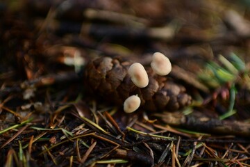 Closeup shot of the mushrooms grown in the forest on the blurred background during the autumn season