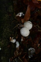 Closeup shot of the mushrooms grown in the forest on the blurred background during the autumn season