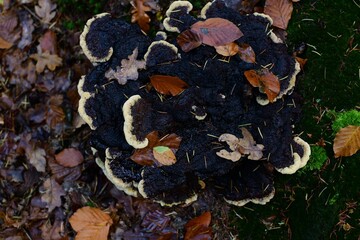 Closeup shot of the mushrooms grown in the forest on the blurred background during the autumn season