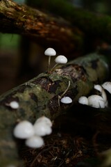Vertical closeup of mushrooms growing on a tree