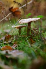 Vertical closeup of mushrooms in a forest
