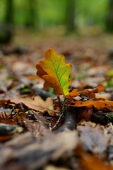 Vertical macro  of autumn leaves