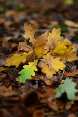 Vertical macro  of autumn leaves