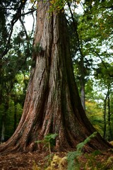 Vertical shot of the trunk of a tree in a forest