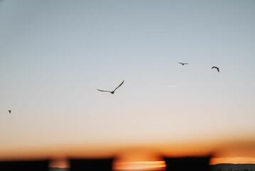 Aerial view of birds flying in sky during sunset