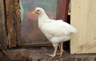 White chicken in a dirty chicken coop. Close-up. Selective focus. Copyspace