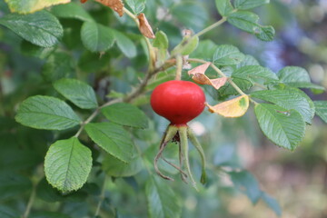 Red rosehip hanging on a branch. On a blurred background. Close-up. Selective focus. Copyspace
