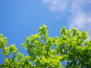 日本、春、新緑のもみじ