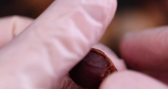 peel a ripe and delicious tamarind pod from the shell, a close-up of a tamarind in the kitchen