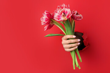 Female hand with tulips visible through hole in red paper