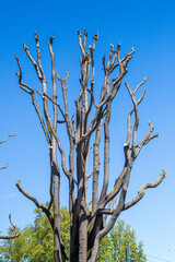 Arbre mort et ciel bleu.