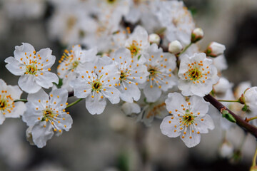 Beautiful blooming apricot tree branches with white flowers growing in a garden. Spring nature background.