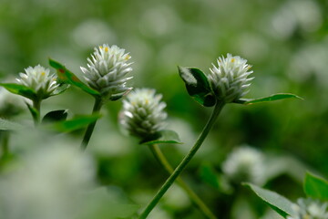 close up of weeds. alternanthera philoxeroides is Alligator weeds grow as wild shrubs on the ground. This image is suitable for background or wallpaper. macro photography. wild grass flowers.