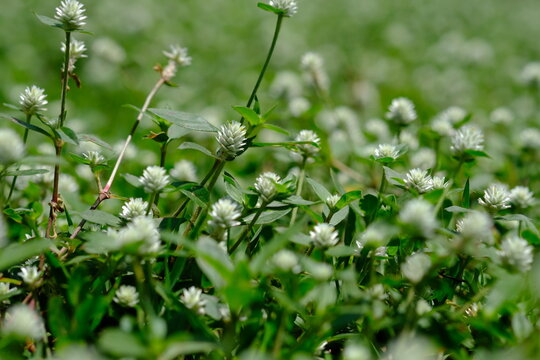 close up of weeds. alternanthera philoxeroides is Alligator weeds grow as wild shrubs on the ground. This image is suitable for background or wallpaper. macro photography. wild grass flowers.