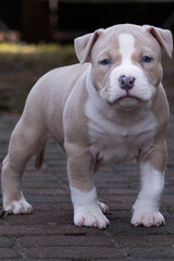 american bully puppy