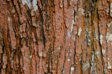 cracked surface texture of the large pine bark, exposed to sunlight. the surface is peeled off because this tree is old. suitable for background or wallpaper.