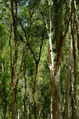 Big eucalyptus tree in the eucalyptus forest. The leaves of this tree are used as raw material for making eucalyptus oil. This forest has lush leaves and towering tree trunks.