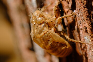 beetle metamorphose. the beetle leaves its dried outer bark on the pine tree trunk. beetle is a type of insect that has veiled wings, and can fly freely. macro photography.