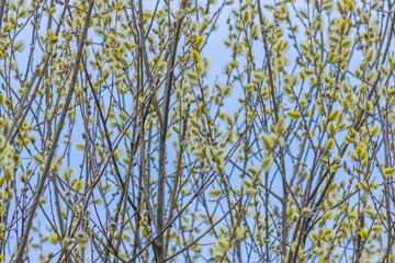 Salix caprea, known as goat willow, pussy willow or great sallow