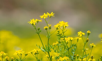 Yellow daisy with scientific name Senecio vernalis is a self-growing plant species in Turkey.
