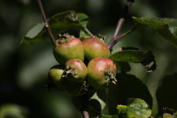 apples on a branch