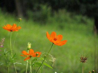 orange poppy
